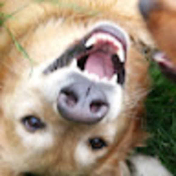 Meet your Posher, Daisy - Picture 1 of 1